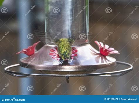 Green Hummingbird at Bird Feeder Hovering with Back Toward Camera Stock ...