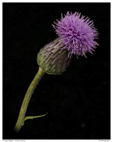 “Canada Thistle” | Ed Lehming Photography