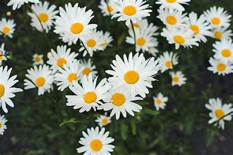 How to Grow Chamomile in Your Herb & Flower Garden