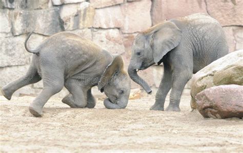 Baby elephants playing stock photo. Image of african - 17090348