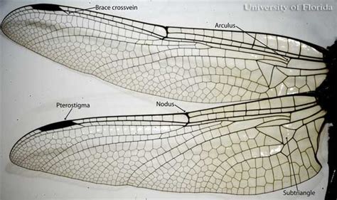 dragonflies and damselflies, Odonata | Dragonfly, Insect wings, Patterns in nature