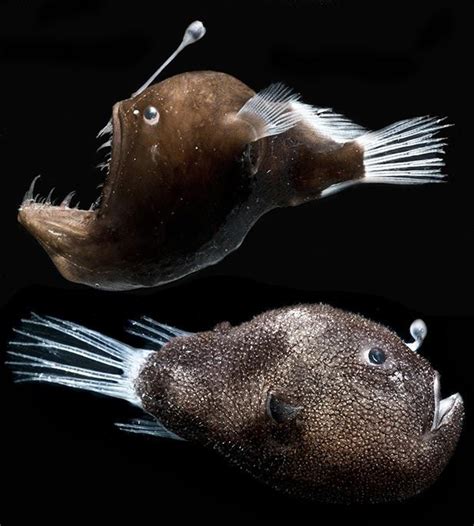 🔥 The Angler Fish mating process—Boy meets girl, boy bites girl, boy’s mouth fuses to girl’s ...