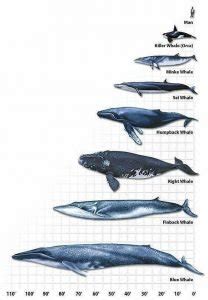 Blue Whale Facts For Kids - Blue Whale Information - About Blue Whale