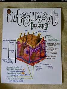 INTEGUMENTARY SYSTEM | Human Anatomy Quiz - Quizizz