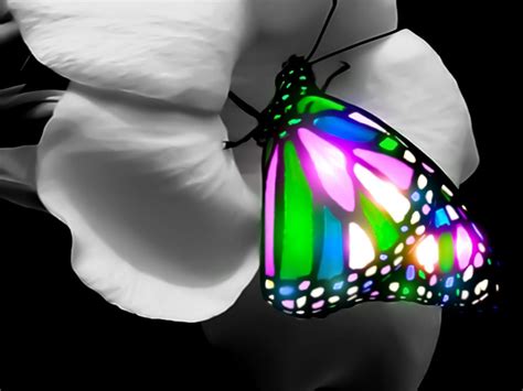 3D Butterfly Wallpapers - Wallpaper Cave