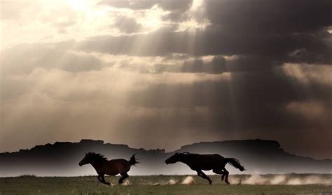 Mongolian horses by imIvA on DeviantArt