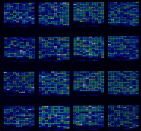 Principles Of DNA Microarray Experimentation