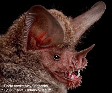 Phyllostomidae, Vampire bat | Bat species, Weird animals, Animals