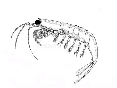 Krill Stock Illustrations – 695 Krill Stock Illustrations, Vectors & Clipart - Dreamstime