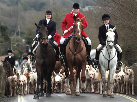 David Cameron to give MPs a free vote on the fox hunting ban - and ...