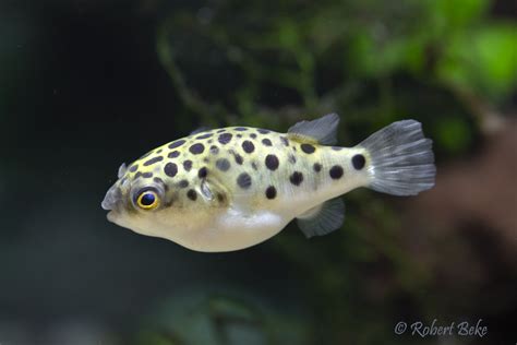 Green Spotted Puffer | Akvaristika i teraristika