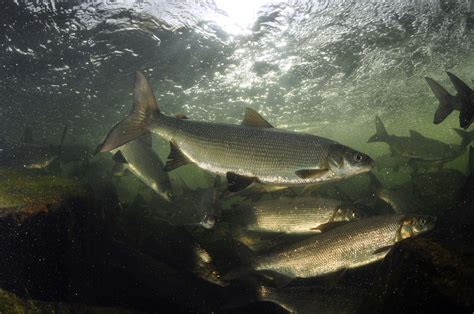 Can You Help a Fish Imprint On a River? - Cool Green Science