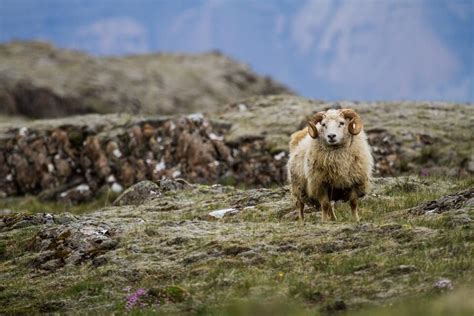 The Icelandic Sheep