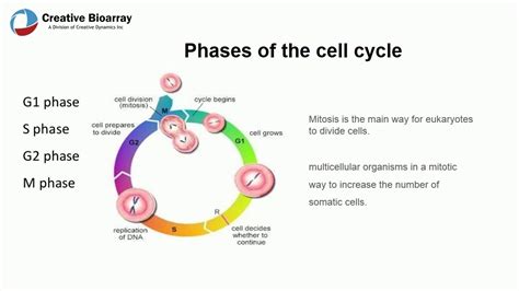 cell proliferation assay services - YouTube