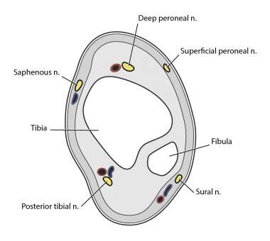 Ankle Block: Overview, Anatomy, Medications