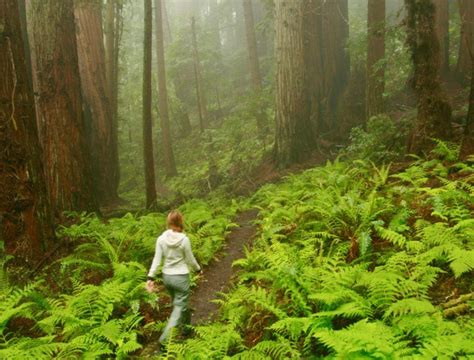 Redwoods in the Rain | Yosemite waterfalls, State parks, Kings canyon ...