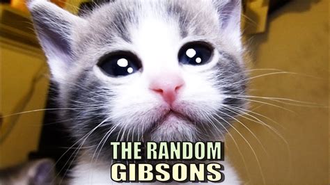 Talking Kitty Cat 48 - The Random Gibsons - YouTube