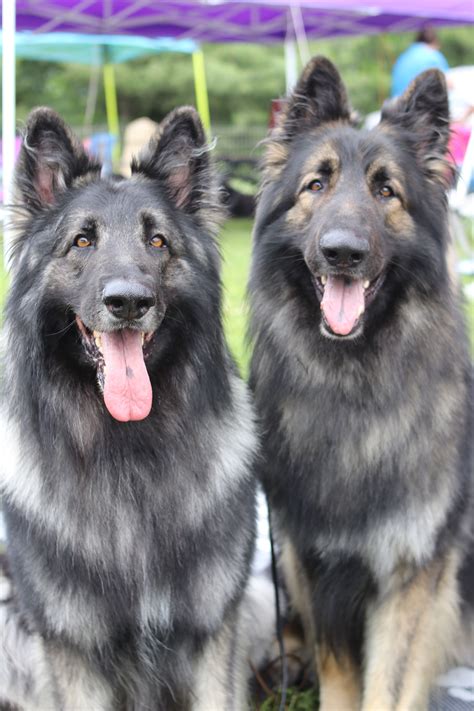 Shiloh Shepherd Breeders Near Me - jeepwranglerrubiconblog