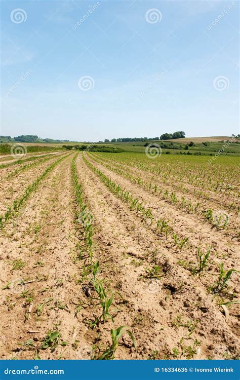 Maize field stock photo. Image of summer, young, maizefield - 16334636