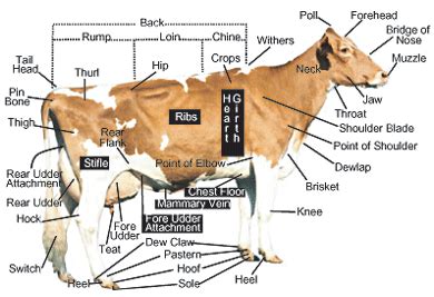 Dairy Cow Udder Anatomy