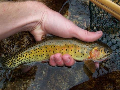 Greenback cutthroat trout - Alchetron, the free social encyclopedia