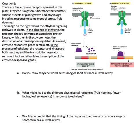 Solved: Question1: There Are Five Ethylene Receptors Prese... | Chegg.com