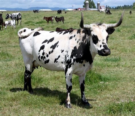 136 best images about Cattle breeds on Pinterest | Horns, Zebu cattle ...