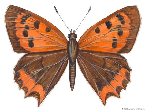 Copper butterfly | Brightly Colored, Rare, Endangered | Britannica