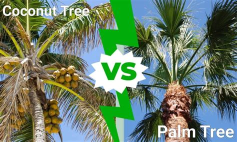 Coconut Tree vs Palm Tree: 5 Key Differences - A-Z Animals