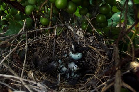 Mockingbird nest | Free Photo