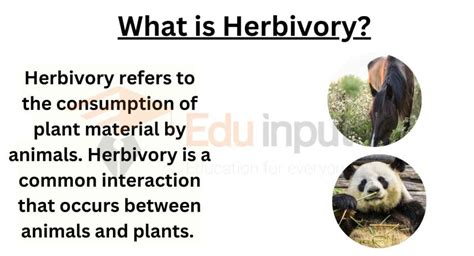 What is Herbivory? (Examples, Significance, and Influence On Ecosystem)