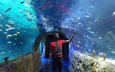 SEA LIFE Orlando Aquarium - SEA LIFE Orlando Aquarium Yorumları - Tripadvisor