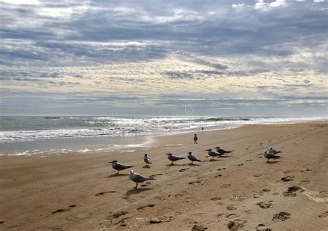 Ormond Beach, Florida stock photo. Image of beach, seagulls - 173853108