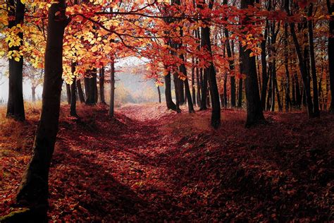 Free photo: Forest, Autumn, Fall, Nature - Free Image on Pixabay - 1345719