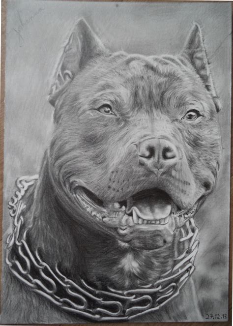 Drawing of a Pitbull by Valyanna8361 on DeviantArt