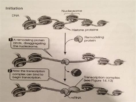 Biology matters: Chromatin remodeling