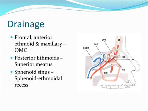 Sphenoid Sinus Drainage Pathway