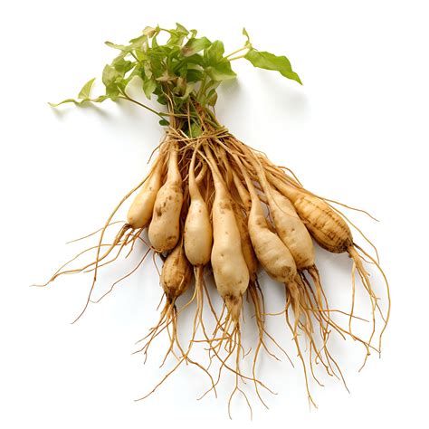 Premium AI Image | Isolated of Gastrodia Elata Type of Herb Tianma Form of Herb Dried Tuber on ...