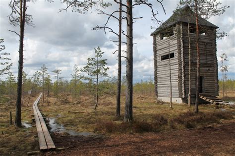 Bog shoe hike in Laeva swamp, in the Alam-Pedja Nature Reserve | Wanderest