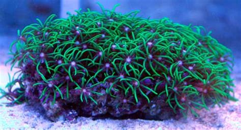 How to Grow and Care for Green Star Polyps - Aquariadise