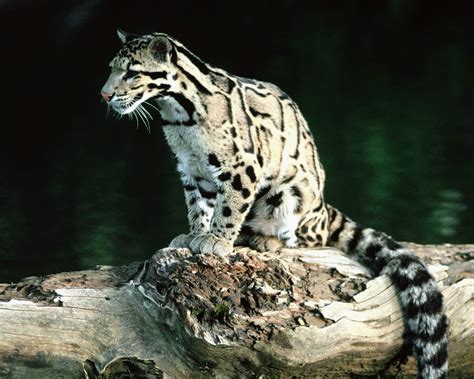 Clouded Leopard | Wildlife Photos-Info | The Wildlife