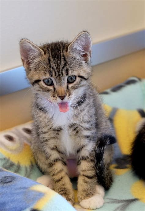 Kitten at HSSV, but not for long | Kitten adoption, Animals, Newborn animals