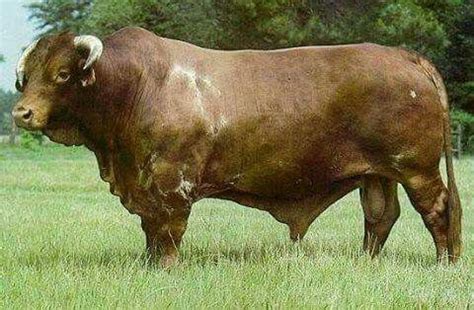 Texas eeuuu | Bull cow, Cattle ranching, Cattle