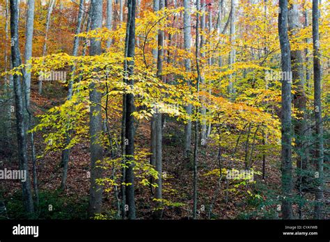 Fall Colors in the Forest - Pisgah National Forest - near Brevard, North Carolina USA Stock ...