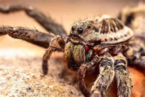 Wolf Spider - A-Z Animals