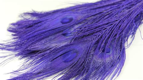 Purple Peacock Feathers Wholesale Peacock Feathers 4 Pieces
