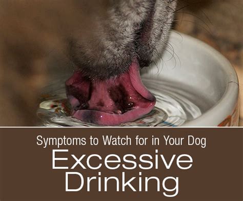 Dawg Business: It's Your Dog's Health!: Symptoms To Watch For In Your ...