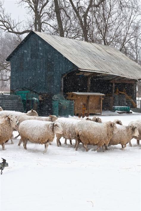 Sheep In Winter Snow | At Peace | Pinterest