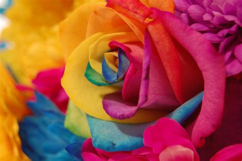 🔥 [70+] Rainbow Flower Wallpapers | WallpaperSafari