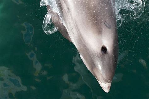 White-Beaked Dolphin | NOAA Fisheries